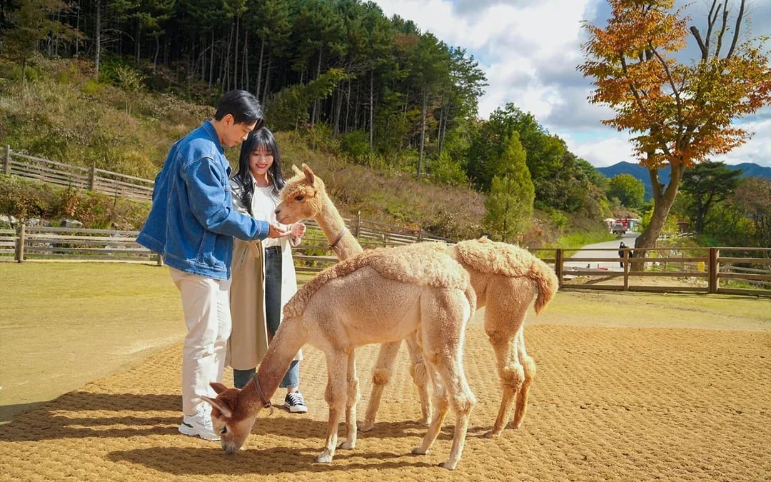 From Seoul: Nami Island & Alpaca World Guided Tour Image 11