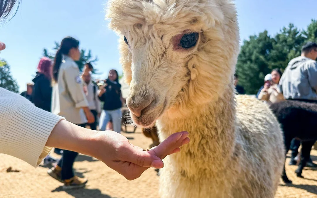 From Seoul: Nami Island & Alpaca World Guided Tour Image 12