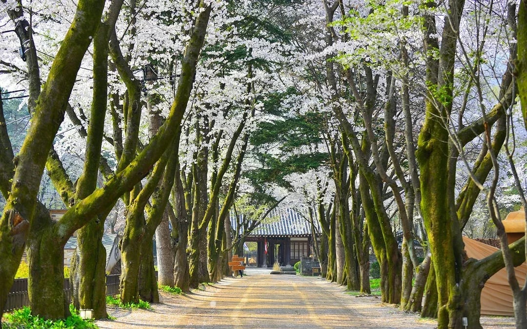 From Seoul: Nami Island & Alpaca World Guided Tour Image 10