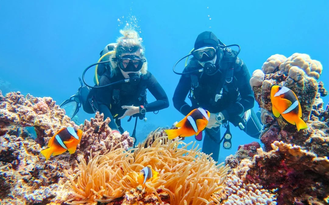 From Sharm El-Sheikh: Diving at Ras Mohamed & White Island with Round-Trip Hotel Transfers Image 1