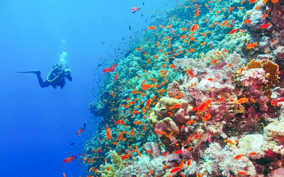 From Sharm El-Sheikh: Diving at Ras Mohamed & White Island with Round-Trip Hotel Transfers Image 2