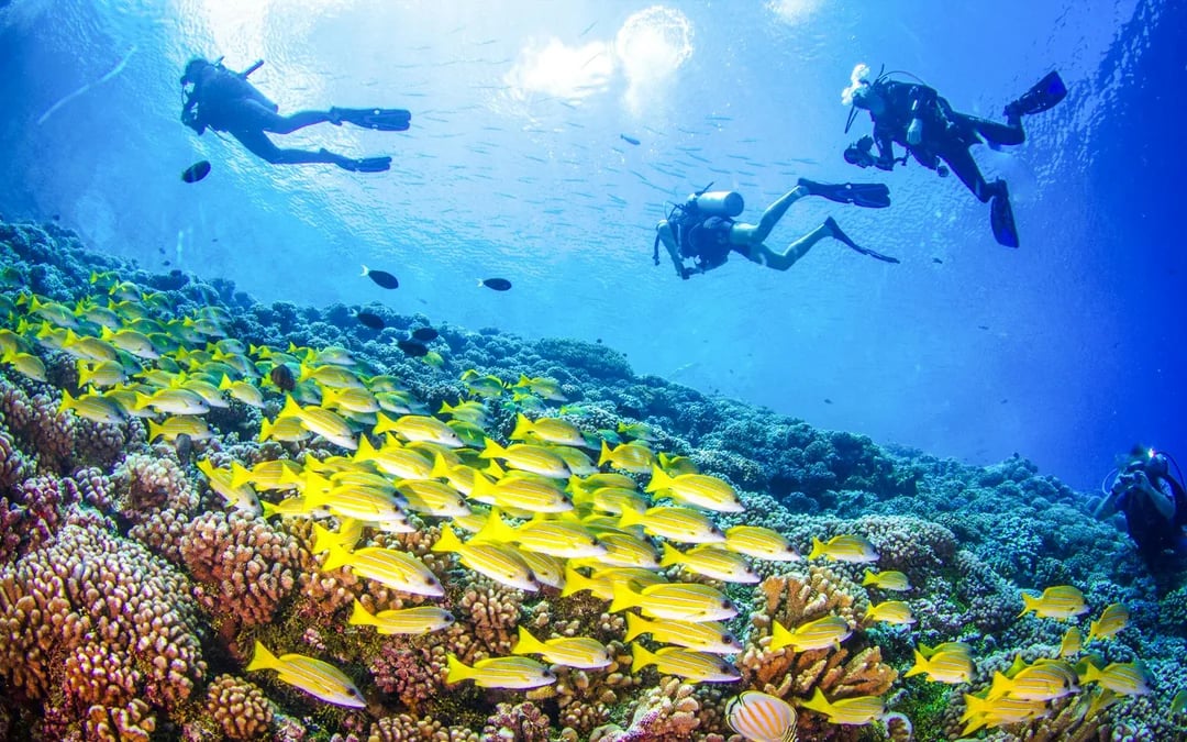 From Sharm El-Sheikh: Diving at Ras Mohamed & White Island with Round-Trip Hotel Transfers Image 4