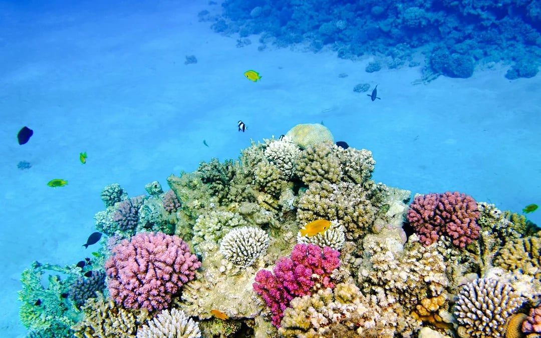 From Sharm El Sheikh: Private Ras Mohamed & White Island Cruise with Diving, Snorkeling, BBQ Lunch & Transfers Image 8