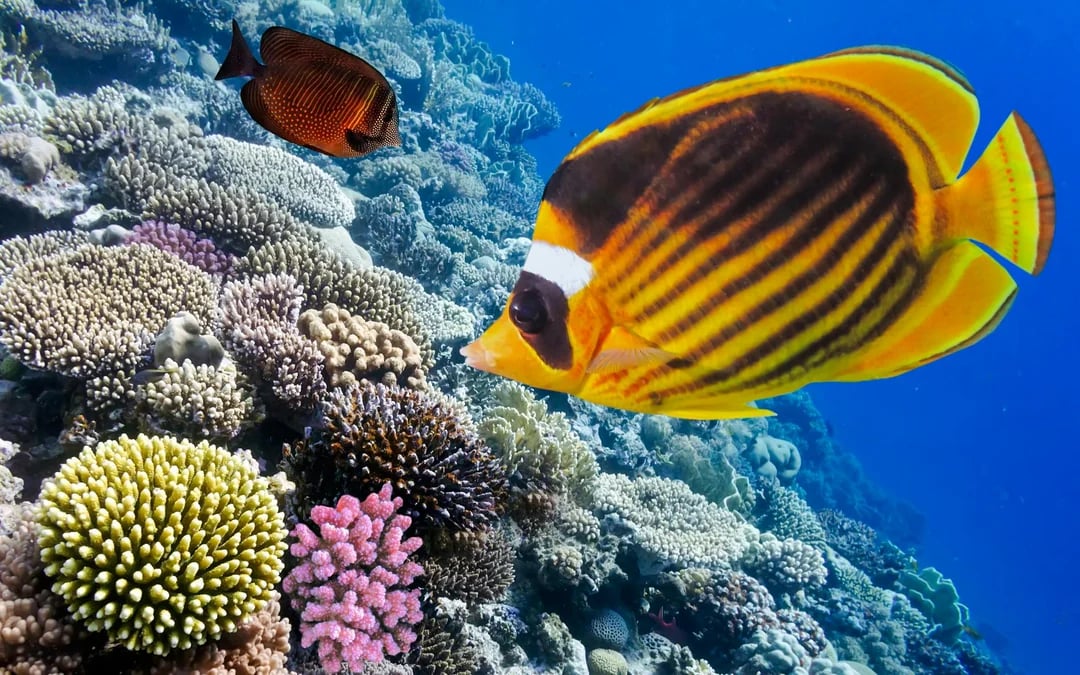 From Sharm El-Sheikh: Ras Mohamed & White Island Diving & Snorkeling Cruise with BBQ Lunch & Transfers Image 5