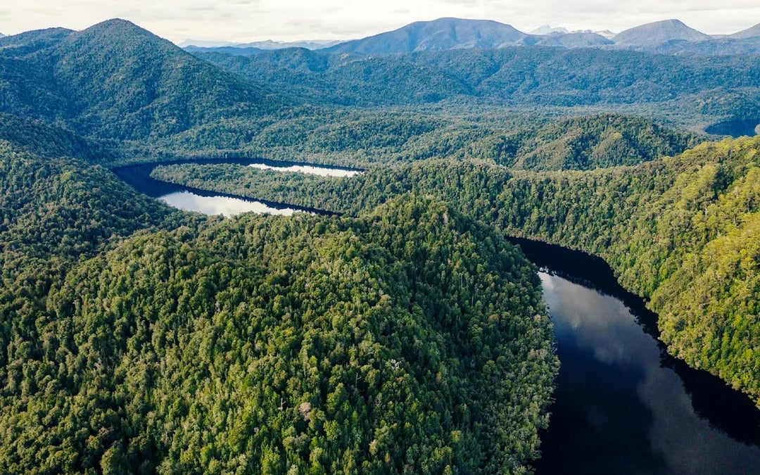 From Strahan: World Heritage Afternoon Cruise on Gordon River with Dinner Image 2