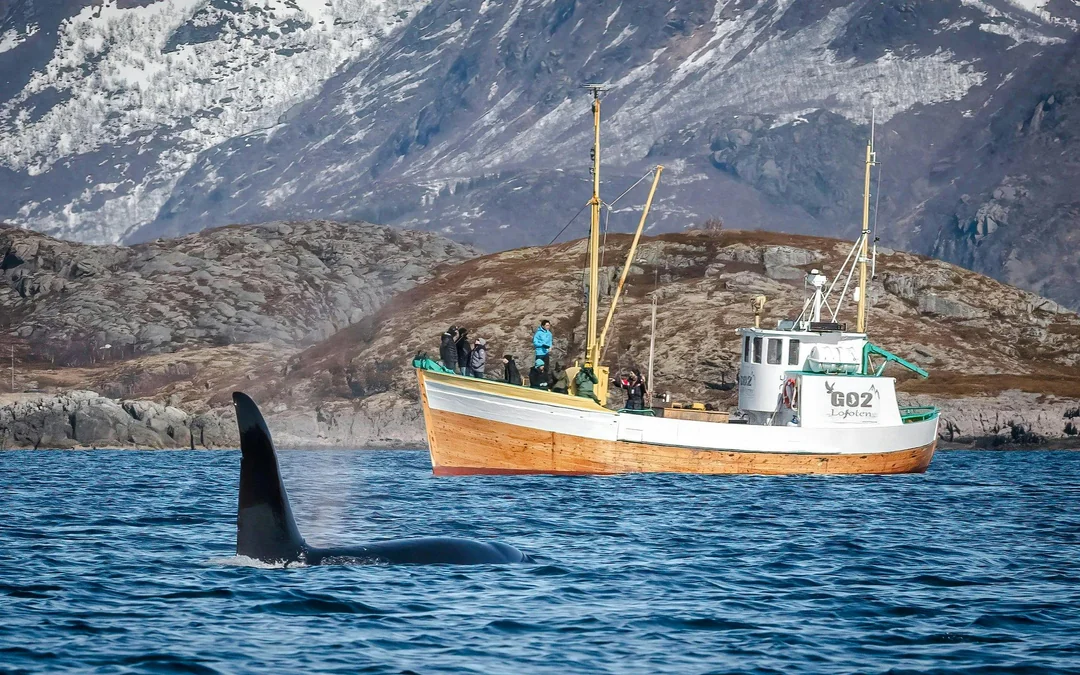 From Svolvær: Lofoten Fishing Boat Cruise Image 2