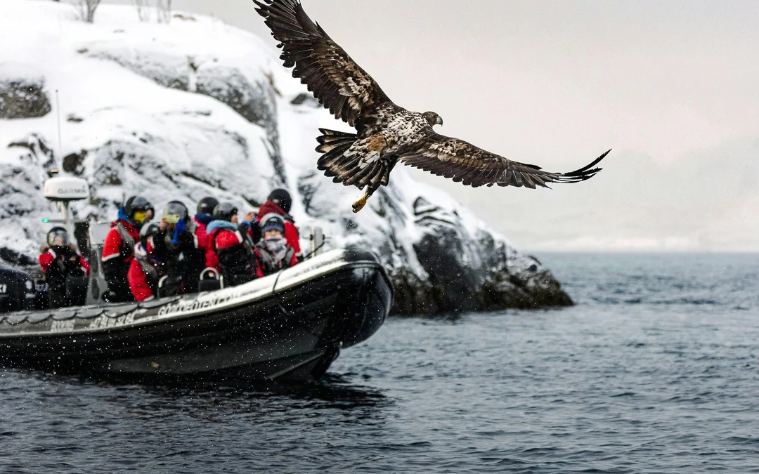 From Svolvær: RIB Boat Lofoten Trollfjord & Sea Eagle Safari Image 4