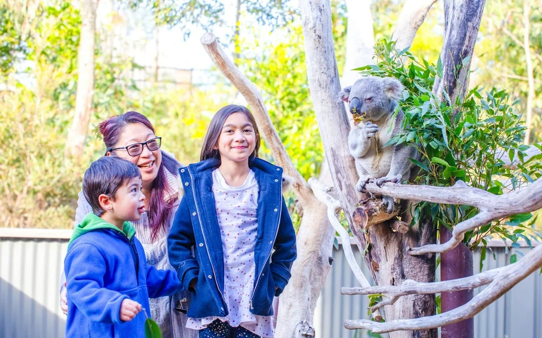From Sydney: Blue Mountains Day Trip with Scenic World Pass, Sydney Zoo, Lincoln's Rock and River Ferry Image 2