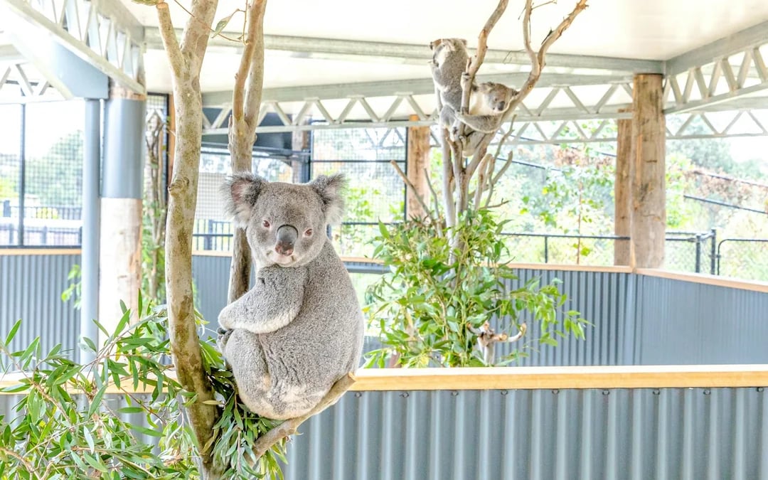 From Sydney: Blue Mountains Day Trip with Scenic World Pass, Sydney Zoo, Lincoln's Rock and River Ferry Image 6