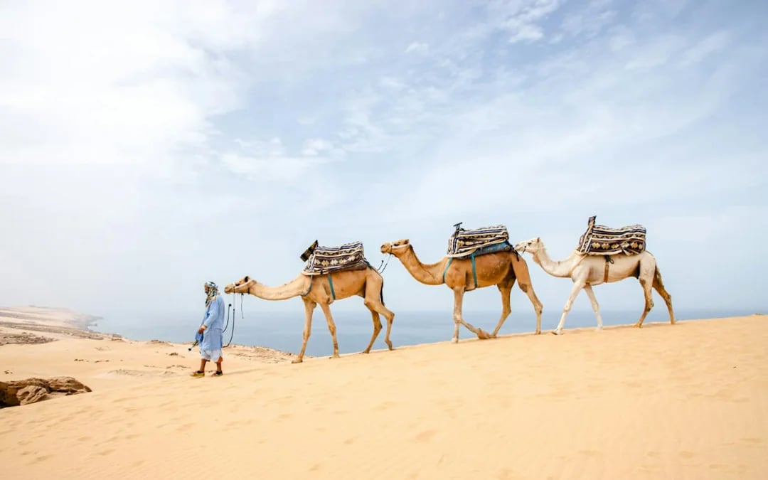 From Taghazout: 4x4 Mini-Sahara Dunes and Souss-Massa National Park Tour with Lunch Image 1