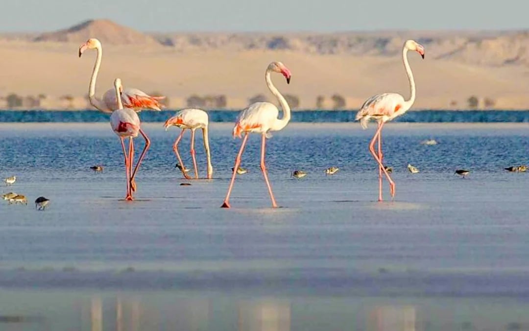 From Taghazout: 4x4 Mini-Sahara Dunes and Souss-Massa National Park Tour with Lunch Image 7