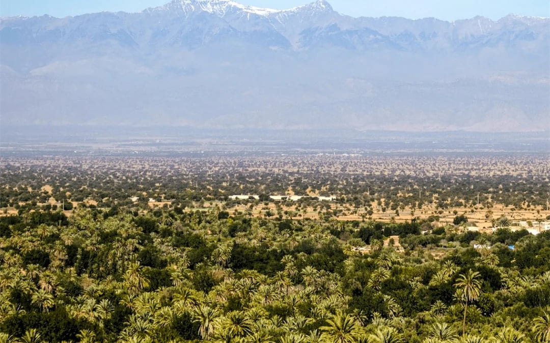 From Taghazout: Taroudant and Tiout Oasis Day Trip with Lunch Image 3