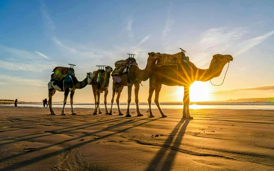 From Tangier: Cap Spartel and Hercules Caves Shared Group Tour with Camel Riding Image 7