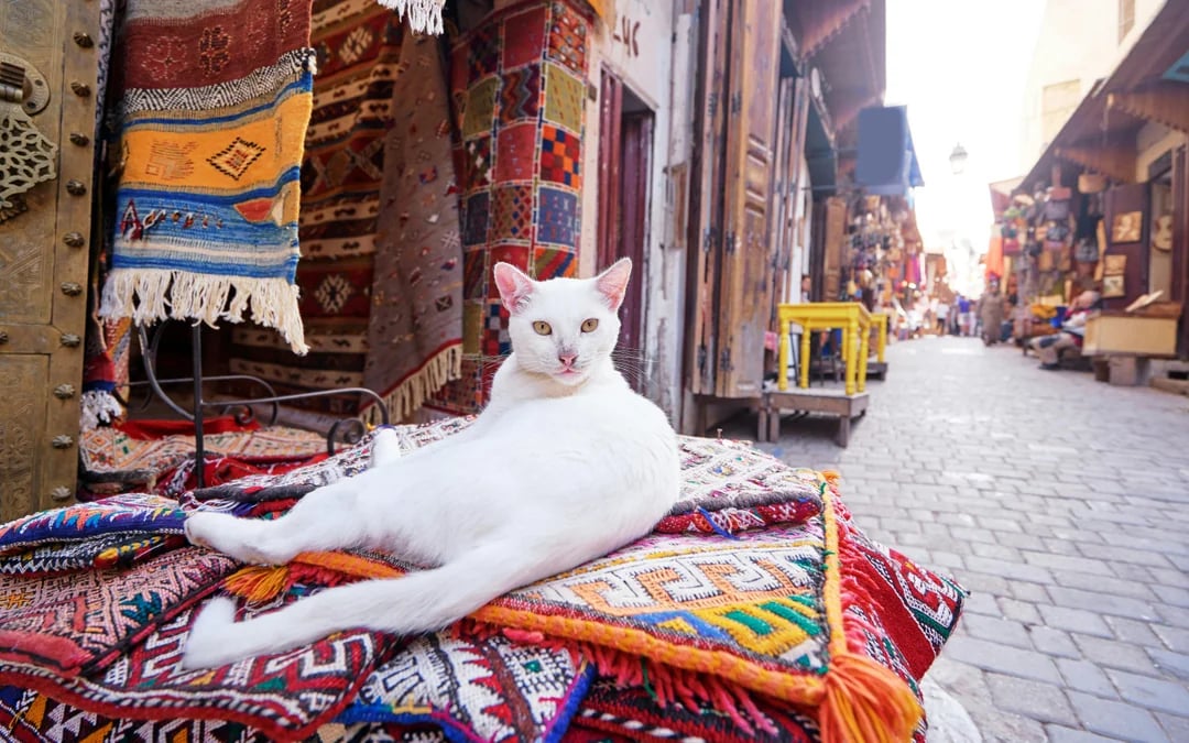 From Tangier: Chefchaouen Private Day Trip Image 8