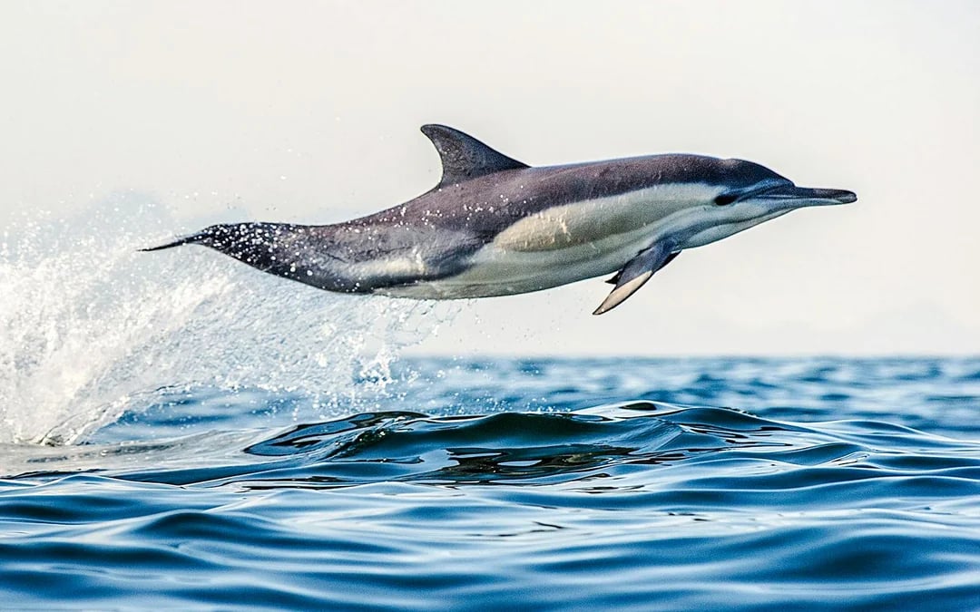 From Tauranga: Half-Day Dolphin & Wildlife Cruise Image 3