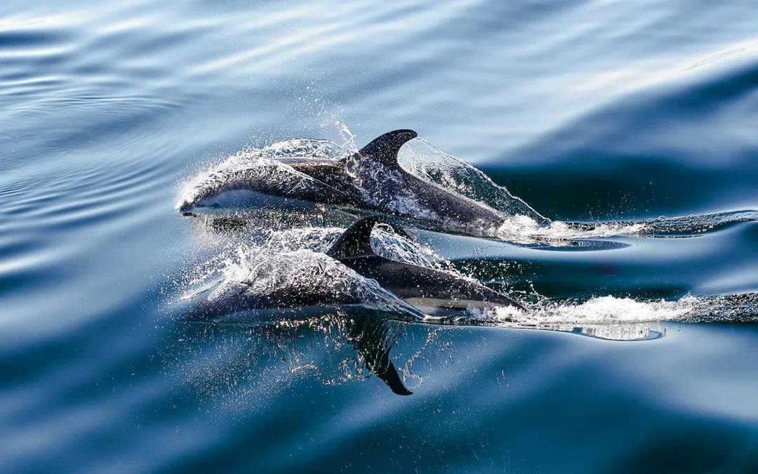 From Tauranga: Half-Day Dolphin & Wildlife Cruise Image 5