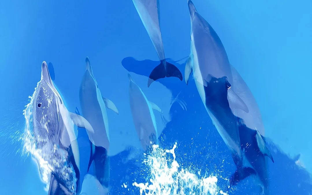 From Tauranga: Half-Day Dolphin & Wildlife Cruise Image 6