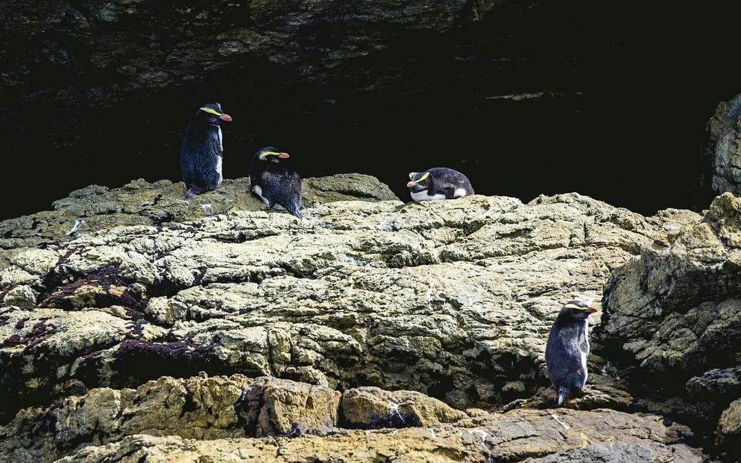 From Te Anau: Doubtful Sound Wilderness Cruise Image 6