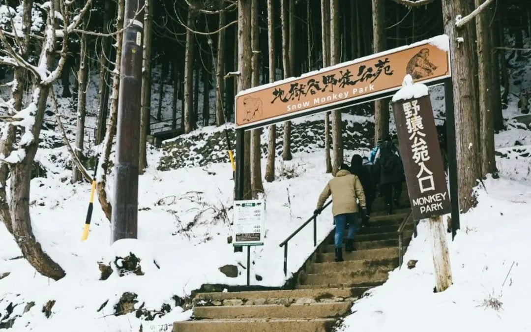 From Tokyo: Private Jigokudani Snow Monkey Park Day Trip with Driver Image 2
