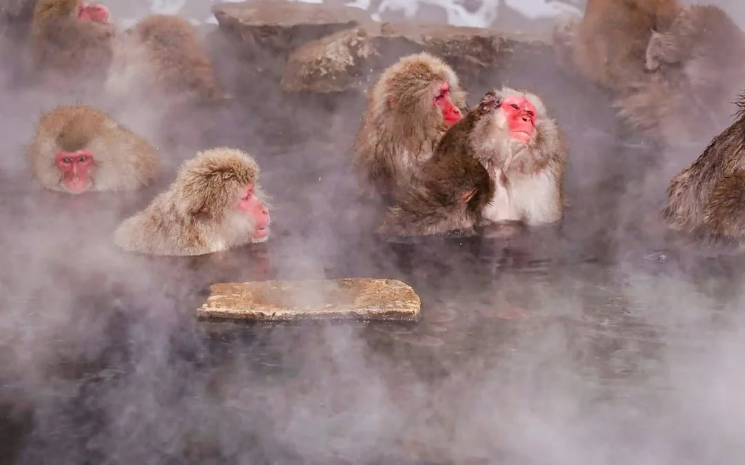 From Tokyo: Private Jigokudani Snow Monkey Park Day Trip with Driver Image 7
