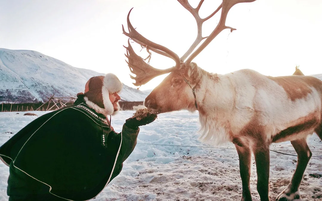 From Tromso: Reindeer Feeding and Sami Culture Tour with Lunch Image 2