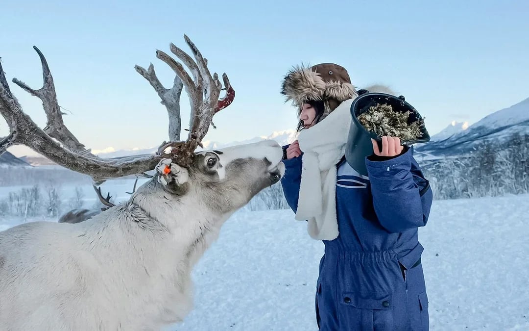 From Tromso: Reindeer Feeding and Sami Culture Tour with Lunch Image 3