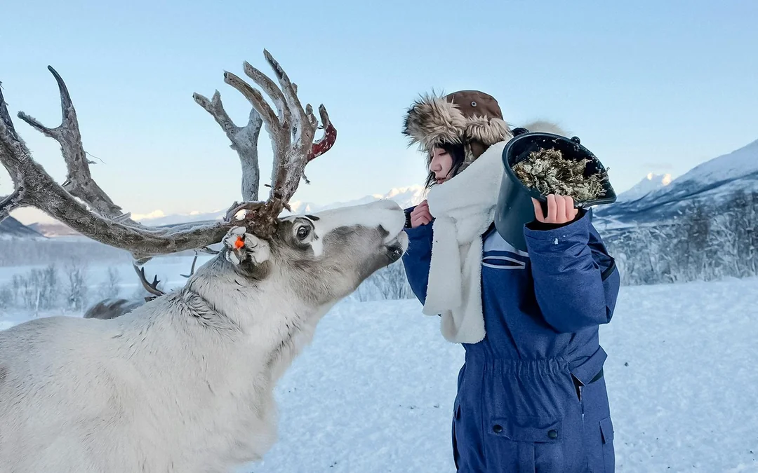From Tromso: Reindeer Feeding and Sami Culture Tour with Lunch Image 3