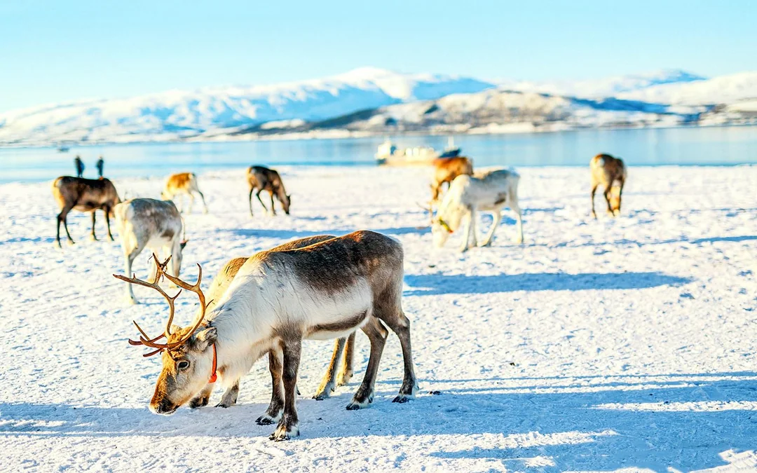 From Tromso: Reindeer Feeding and Sami Culture Tour with Lunch Image 7