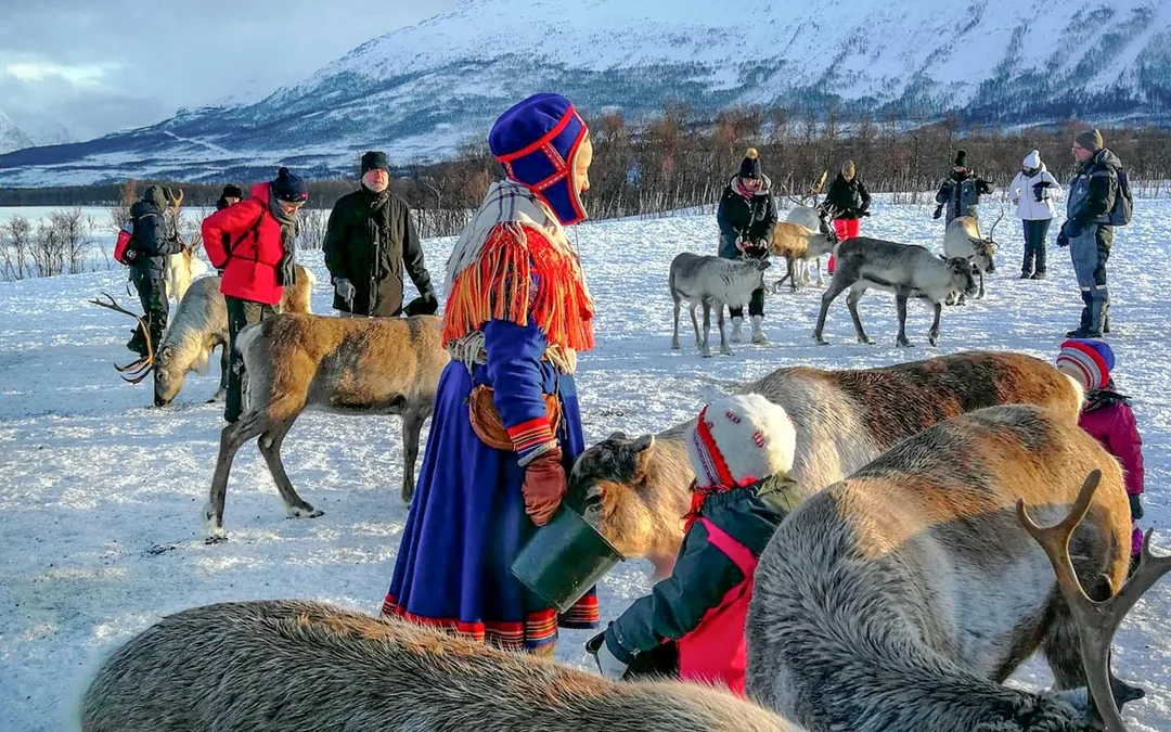 From Tromso: Reindeer Feeding Guided Tour with Chance of Northern Lights Image 2