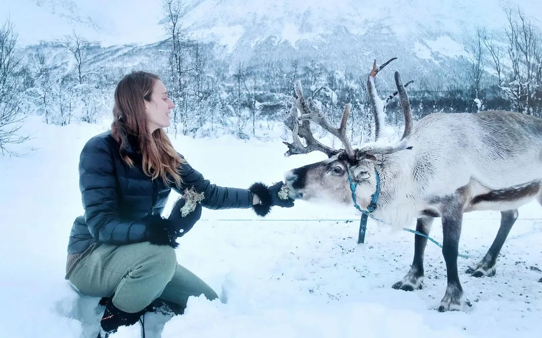 From Tromso: Reindeer Feeding Guided Tour with Chance of Northern Lights Image 3