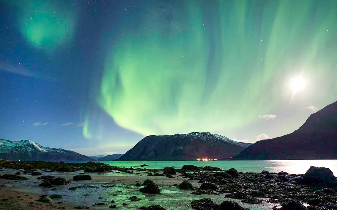 From Tromso: Reindeer Feeding Guided Tour with Chance of Northern Lights Image 5