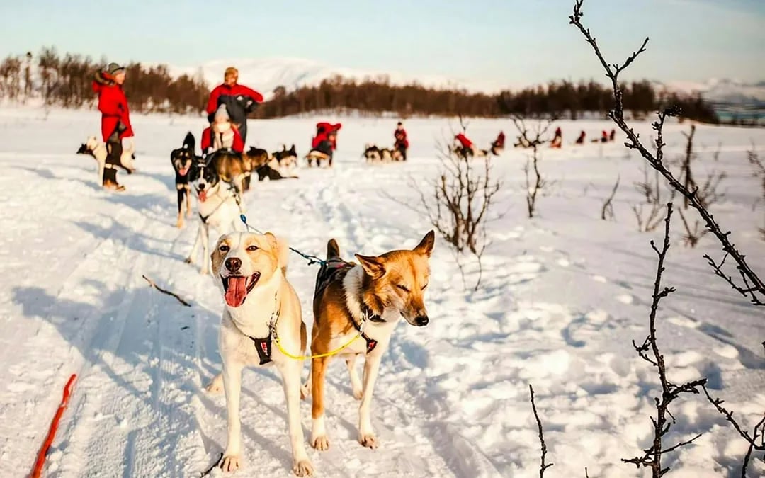 From Tromso: Self-Drive Husky Sledding Tour Image 1