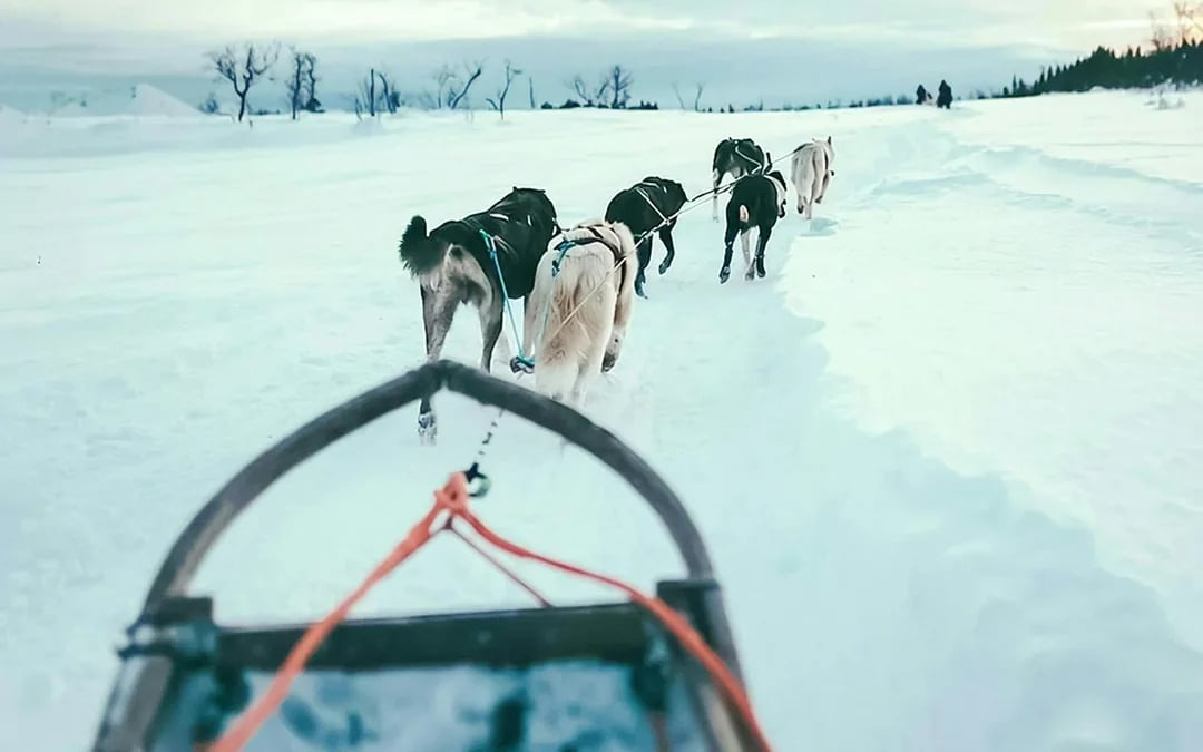From Tromso: Self-Drive Husky Sledding Tour Image 4