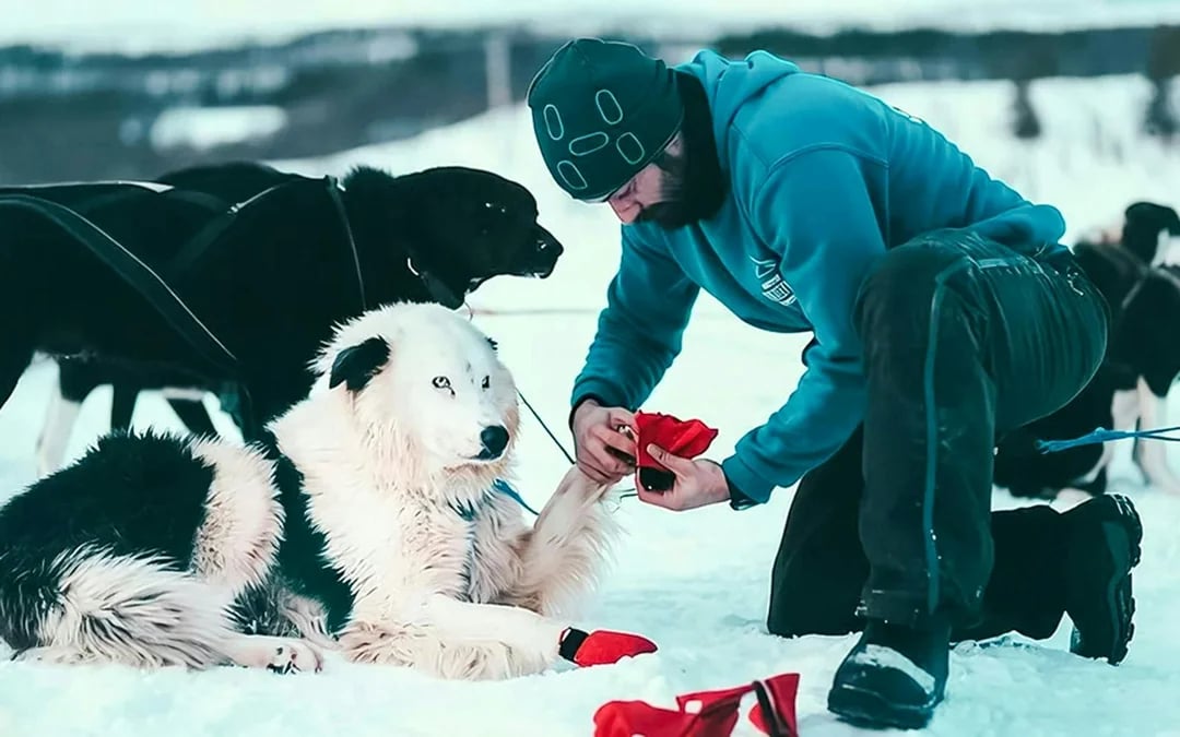 From Tromso: Self-Drive Husky Sledding Tour Image 7