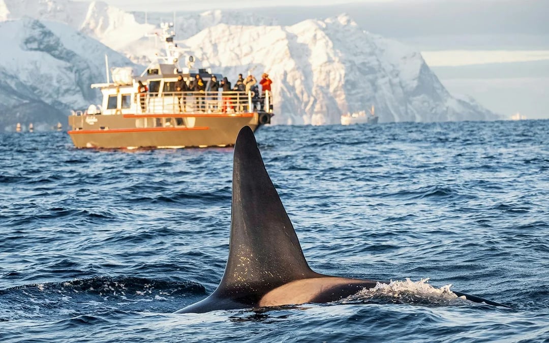 From Tromso: Skjervoy Small Group Whale Watching Cruise Image 1