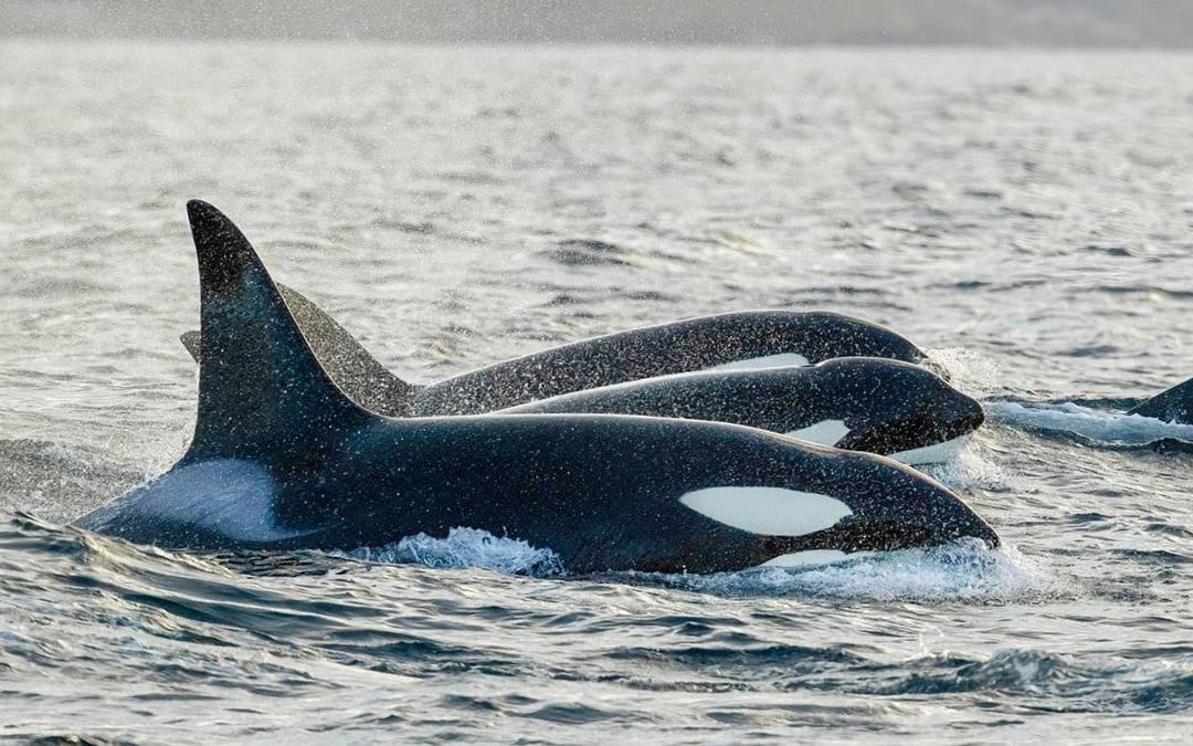 From Tromso: Skjervoy Small Group Whale Watching Cruise Image 3
