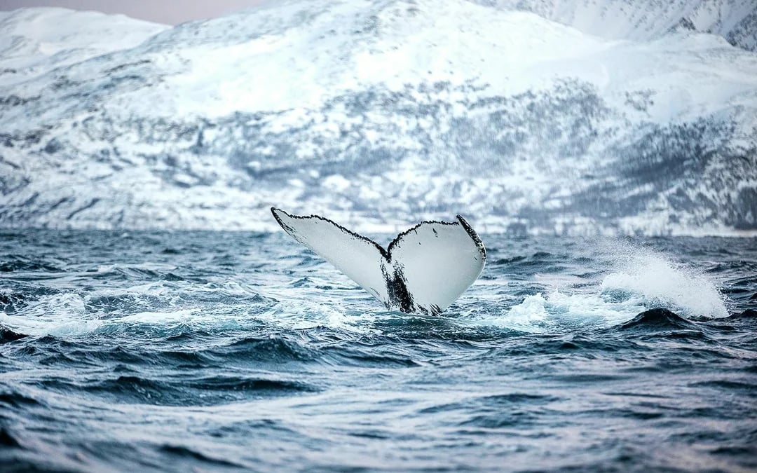 From Tromso: Skjervoy Small Group Whale Watching Cruise Image 5