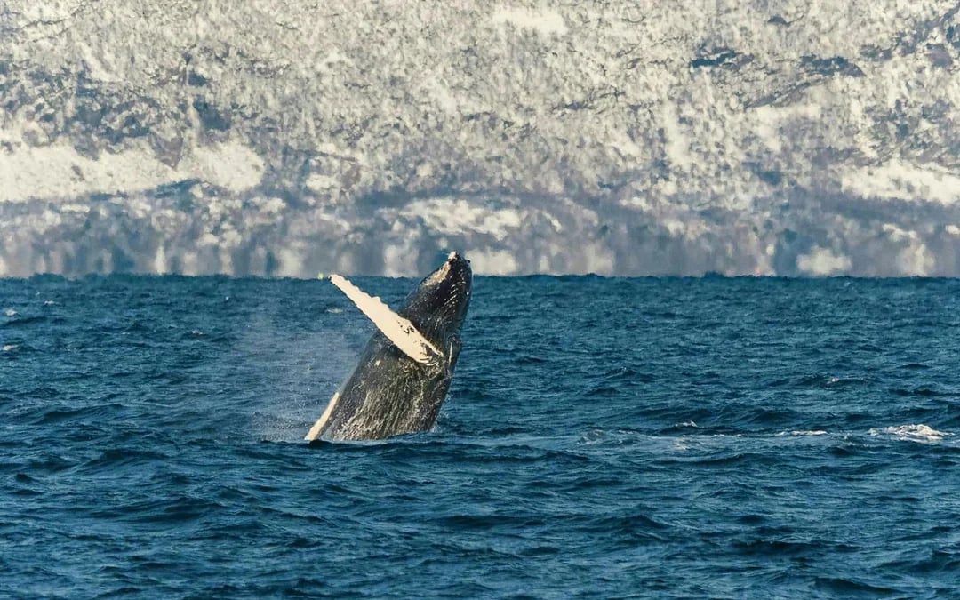 From Tromso: Whale Watching Tour on Hybrid-Electric Catamaran Image 3