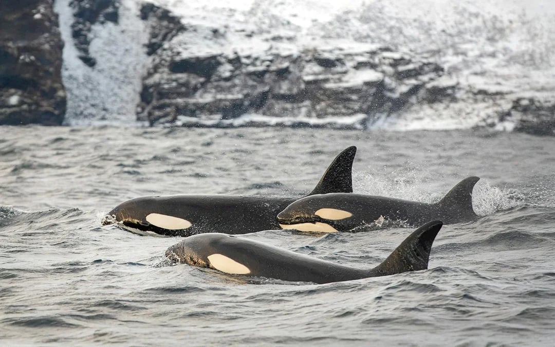 From Tromso: Whale Watching Tour on Hybrid-Electric Catamaran Image 5