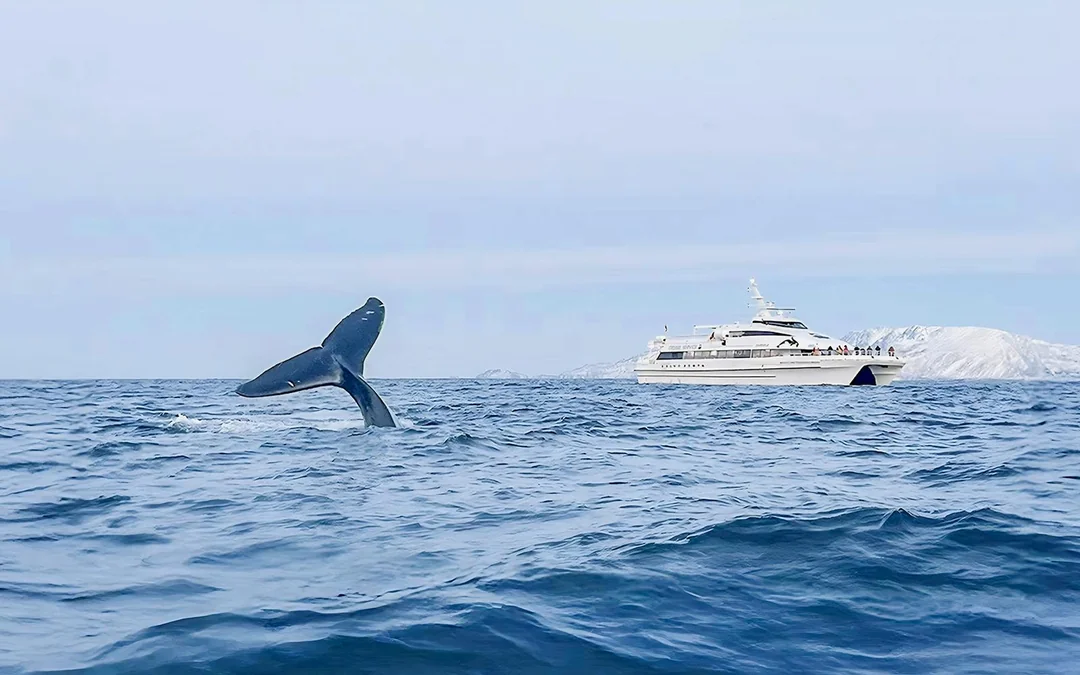 From Tromso: Whale Watching Tour On Motor Catamaran Image 1