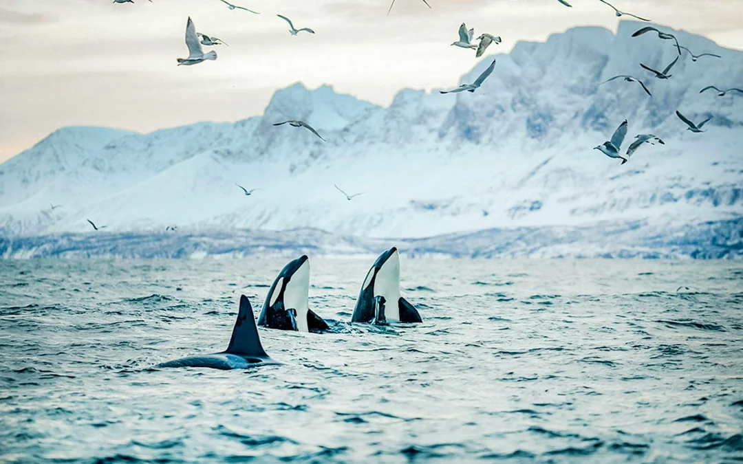 From Tromso: Whale Watching Tour On Motor Catamaran Image 3