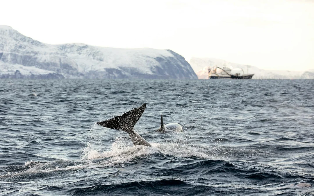 From Tromso: Whale Watching Tour On Motor Catamaran Image 4