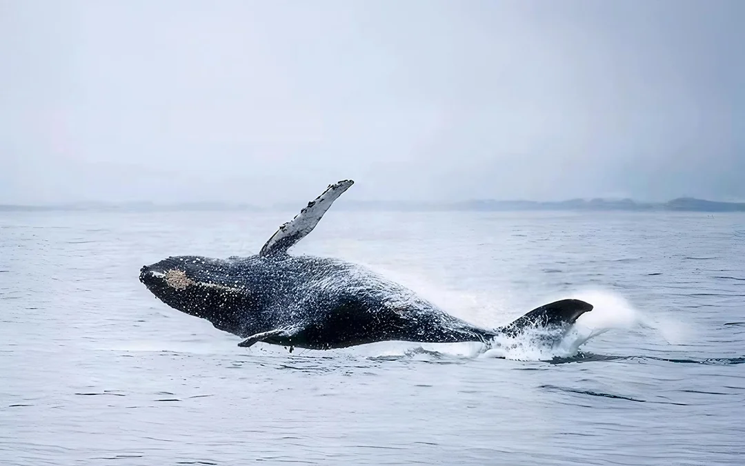 From Tromso: Whale Watching Tour On Motor Catamaran Image 7