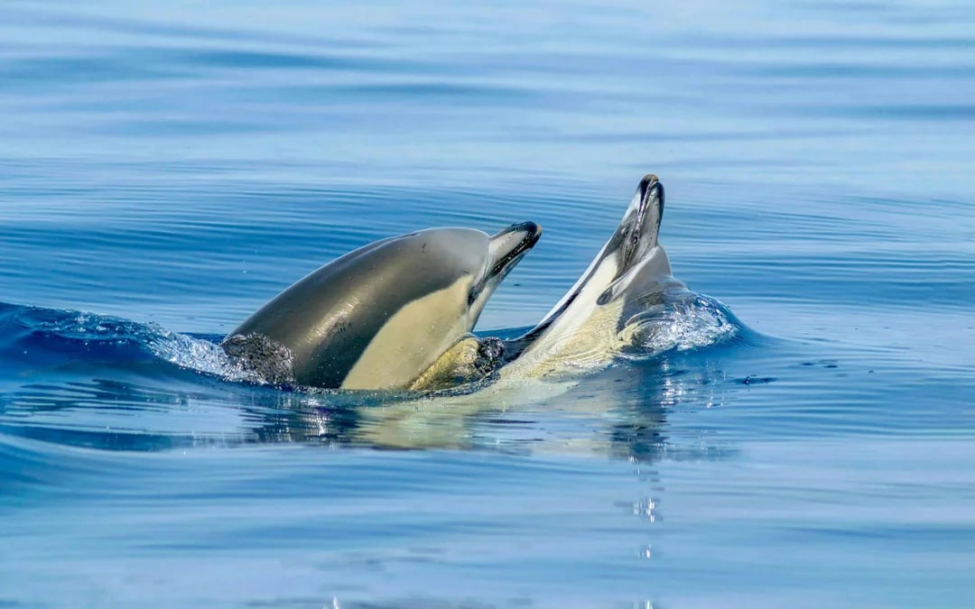 From Vilamoura: Dolphins & Benagil Cave Catamaran Cruise  Image 7