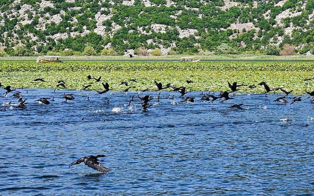 From Virpazar: Lake Skadar Guided Boat Tour & Kom Monastery with Drinks Image 7