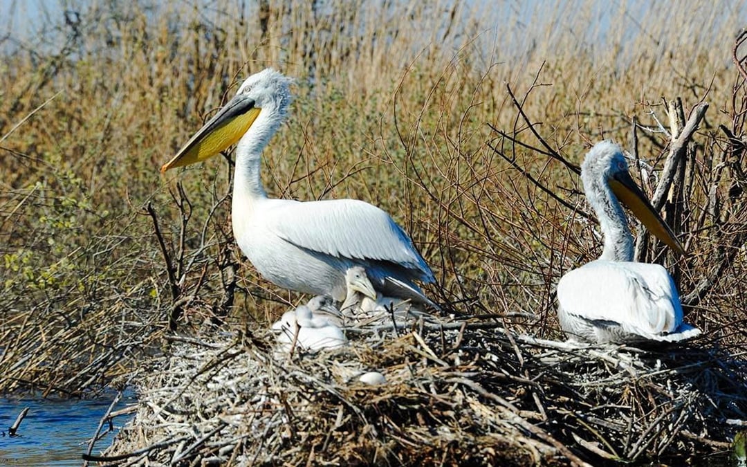 From Virpazar: Lake Skadar Guided Boat Tour & Kom Monastery with Drinks Image 9