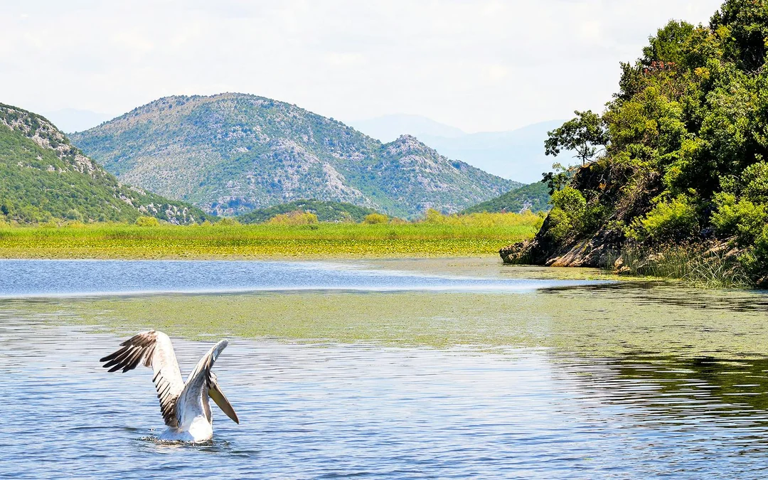From Virpazar: Lake Skadar Self-Guided Kayak Tour Image 3