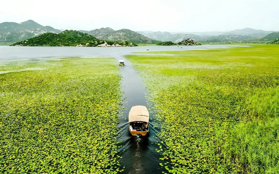  From Virpazar: Lake Skadar Sightseeing Boat Tour with Drinks
 Image 5