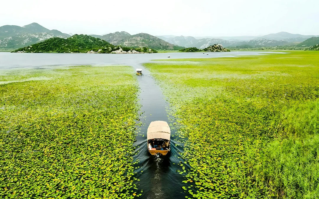  From Virpazar: Lake Skadar Sightseeing Boat Tour with Drinks
 Image 5