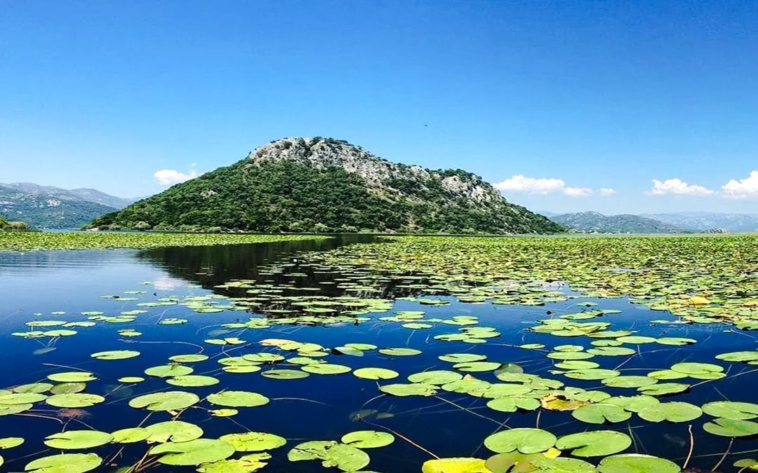 From Virpazar: Skadar Lake National Park Guided Boat Tour with Drinks Image 3
